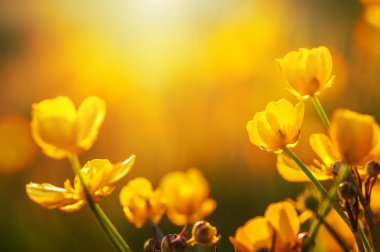 Bahar Çiçekleri Tarlası 