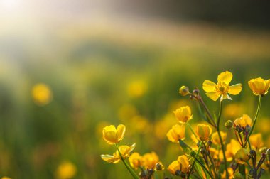 Bahar Çiçekleri Tarlası 