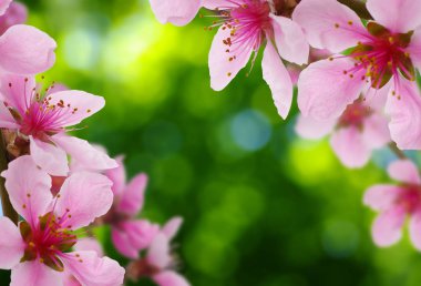 Bahar çiçeği yumuşak ile arka plan bulanıklık