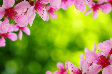 Bahar çiçeği yumuşak ile arka plan bulanıklık