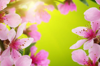 Bahar çiçeği yumuşak ile arka plan bulanıklık