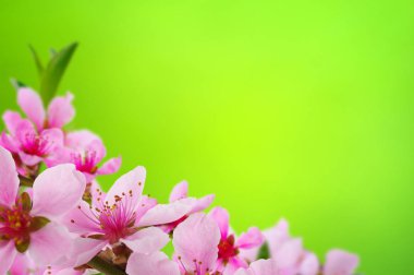 Bahar çiçeği yumuşak ile arka plan bulanıklık