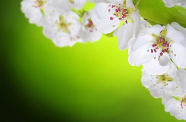 Bahar çiçeği yumuşak ile arka plan bulanıklık