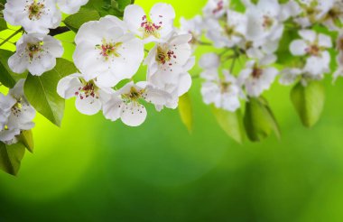 Bahar çiçeği yumuşak ile arka plan bulanıklık