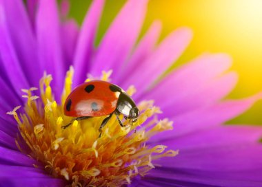 uğur böceği ve çiçek