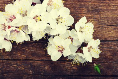 Ahşap üzerine bahar çiçekleri 