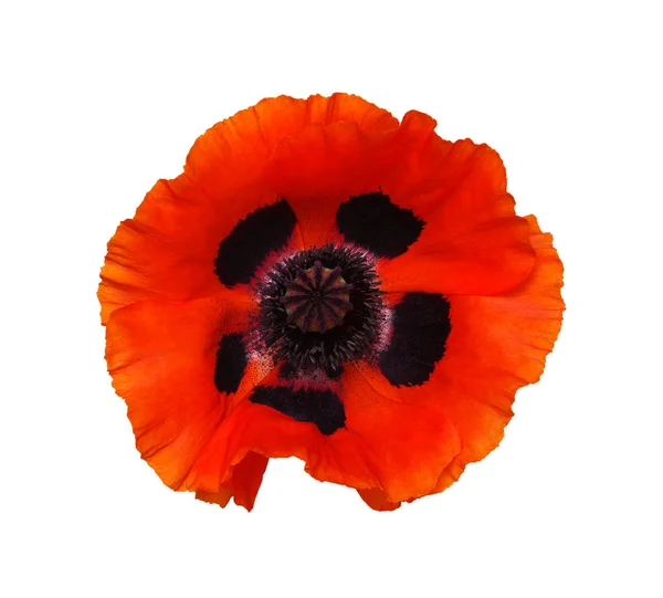 One red poppy isolated on white — Stock Photo, Image