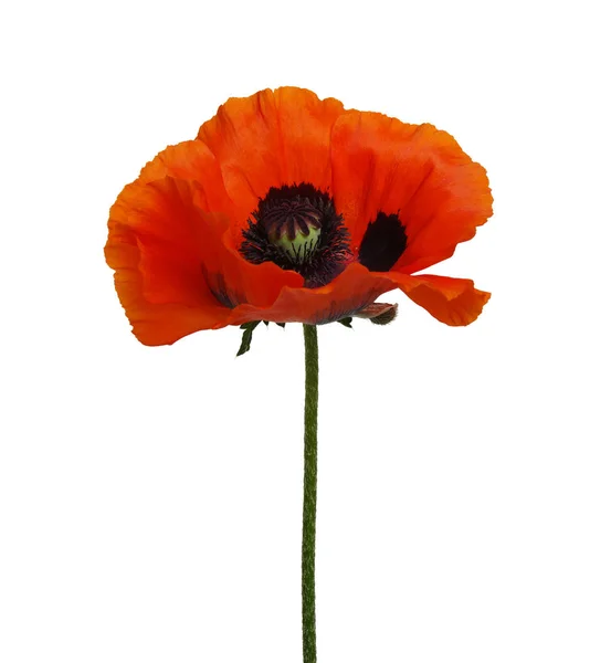 One red poppy isolated on white — Stock Photo, Image