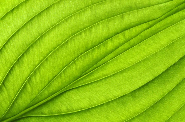 Green leaf texture — Stock Photo, Image