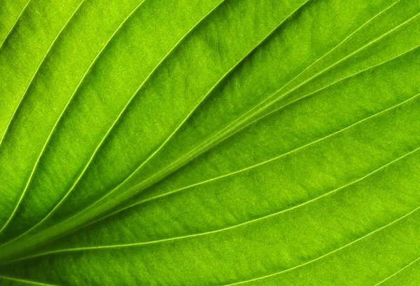 Grøn bladstruktur - Stock-foto