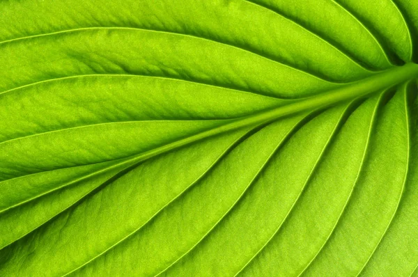 Textura de hoja verde — Foto de Stock