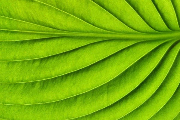 Textura de folha verde — Fotografia de Stock