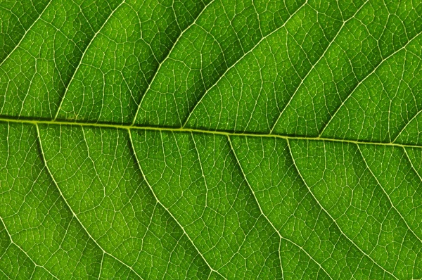 Textura de hoja verde —  Fotos de Stock