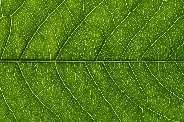 Texture fogliare verde — Foto Stock