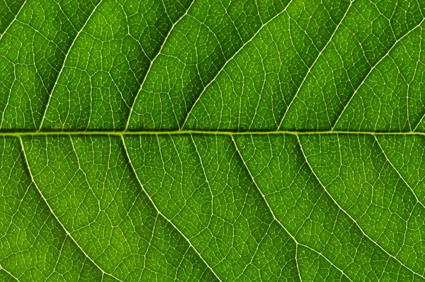 Textura de folha verde — Fotografia de Stock