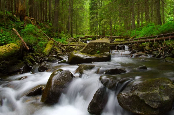 Mountain river in the green forest — Stock Photo, Image