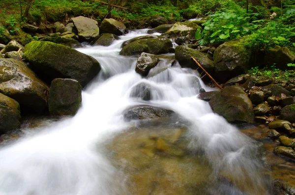 Mountain river in the green forest — Stock Photo, Image