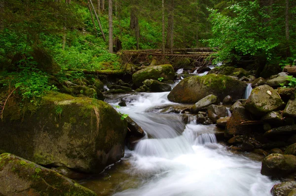 Rio da montanha na floresta verde — Fotografia de Stock