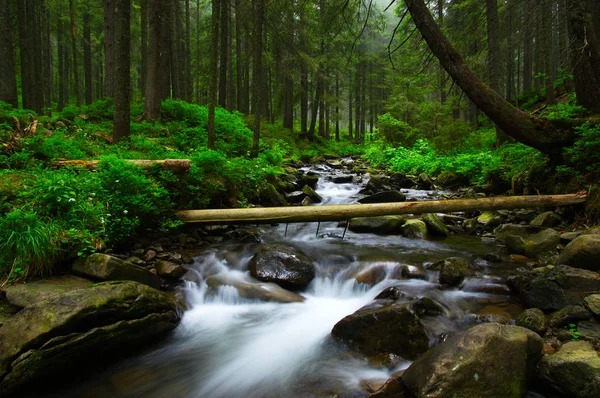 Arroyo en la madera . — Foto de Stock