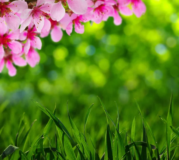 Primavera flor com fundo de borrão macio — Fotografia de Stock