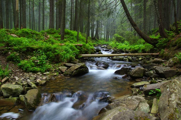 Stream in the wood — Stock Photo, Image