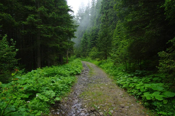 Estrada de pedra nas montanhas — Fotografia de Stock