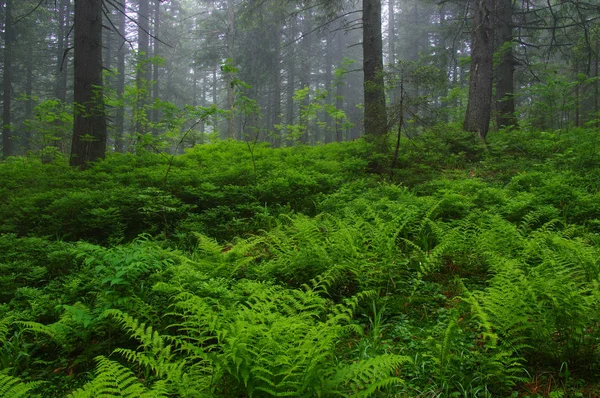 Árvores na floresta — Fotografia de Stock