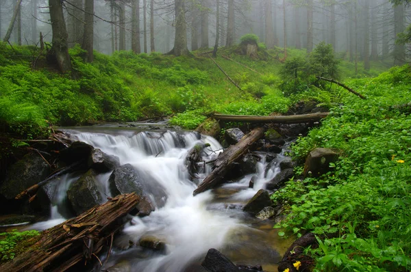 Creek in the woods — Stock Photo, Image