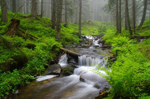 Arroyo en el bosque — Foto de Stock