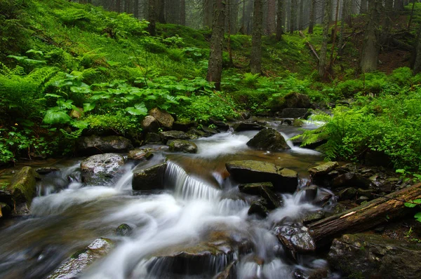 Creek na floresta — Fotografia de Stock
