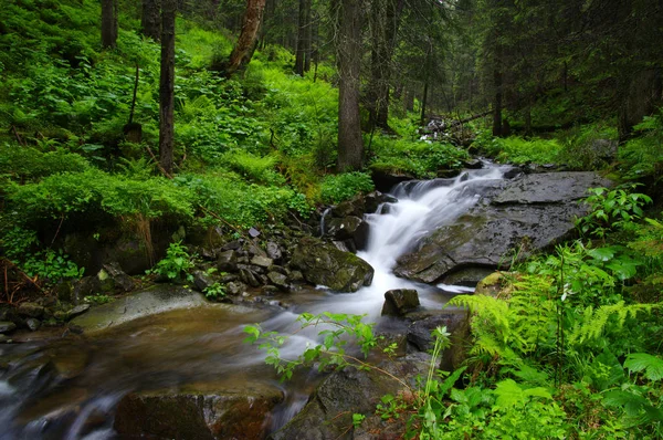 Fiume di montagna nella foresta . — Foto Stock