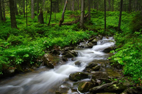 Гірська річка в лісі . — стокове фото