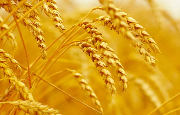 Field of wheat — Stock Photo, Image