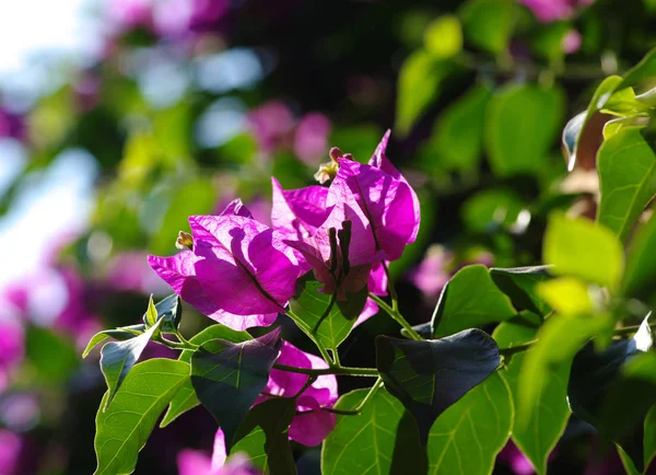 Blomma på en grön — Stockfoto