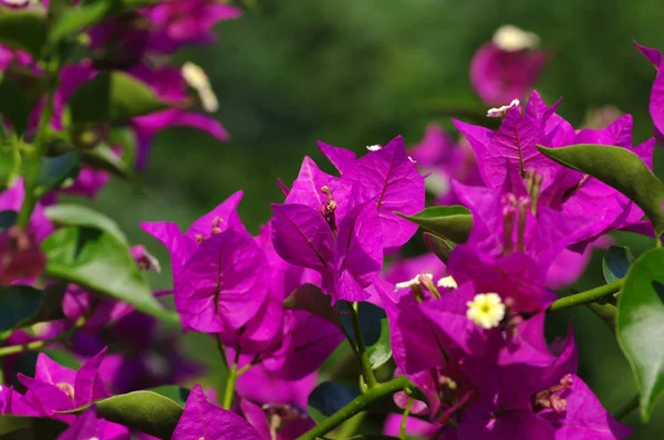 Flor en un verde — Foto de Stock