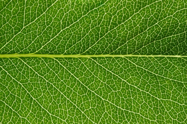 Textura de folha verde — Fotografia de Stock