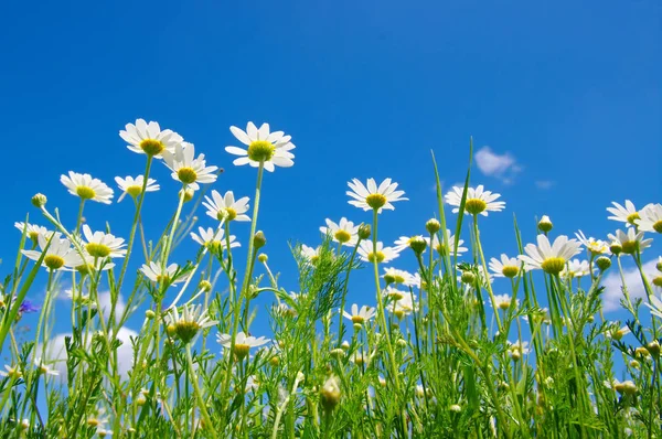 Weiße Gänseblümchen am blauen Himmel — Stockfoto