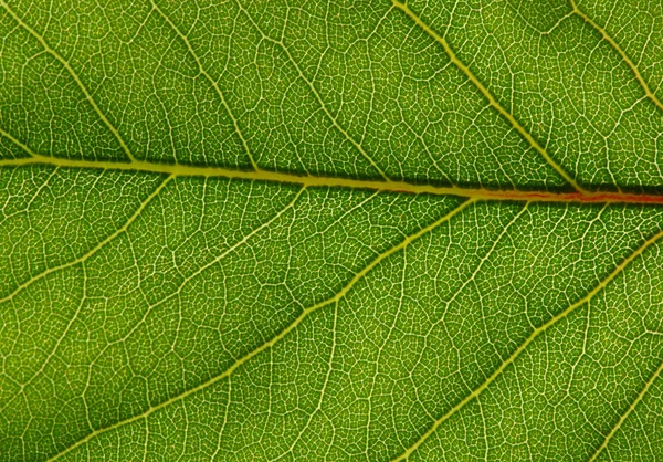 Textura de folha verde — Fotografia de Stock