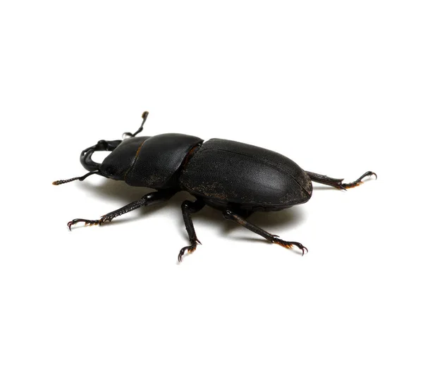 Escarabajo negro sobre blanco — Foto de Stock