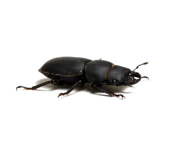 Black beetle on white — Stock Photo, Image