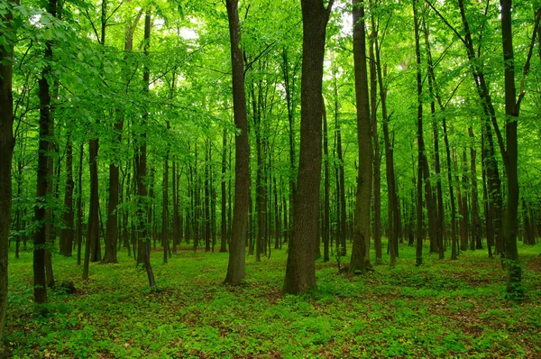 Belle forêt verte — Photo