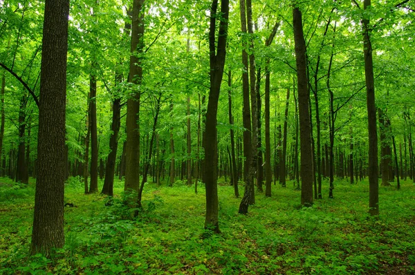 Vacker grön skog — Stockfoto