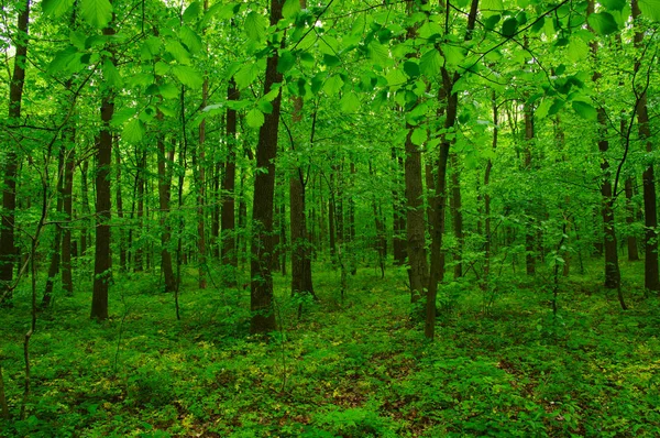 Bela floresta verde — Fotografia de Stock