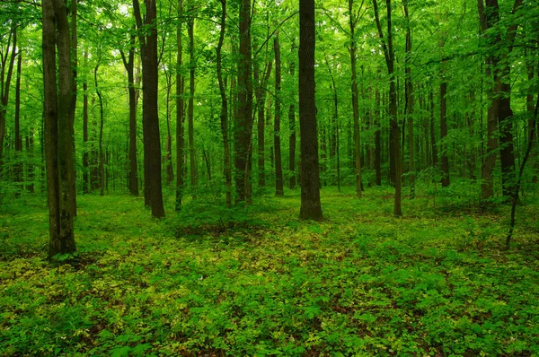Prachtige groene woud — Stockfoto