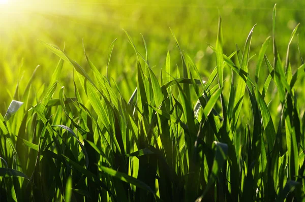 Gräs och sun light — Stockfoto