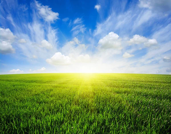 Campo y sol — Foto de Stock