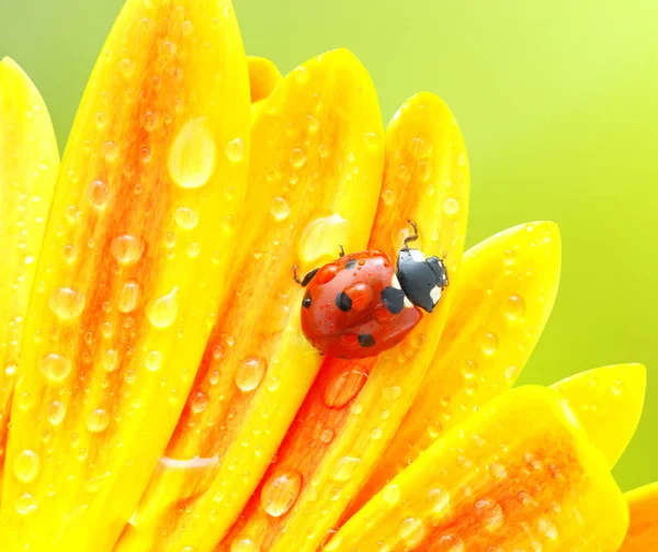 무당벌레와 꽃 — 스톡 사진