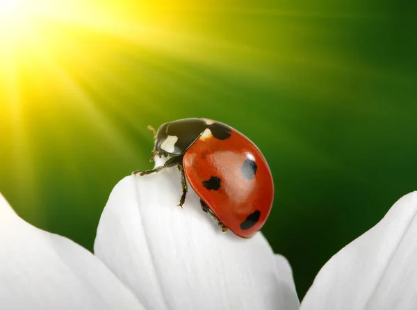 Ladybug and flower — Stock Photo, Image