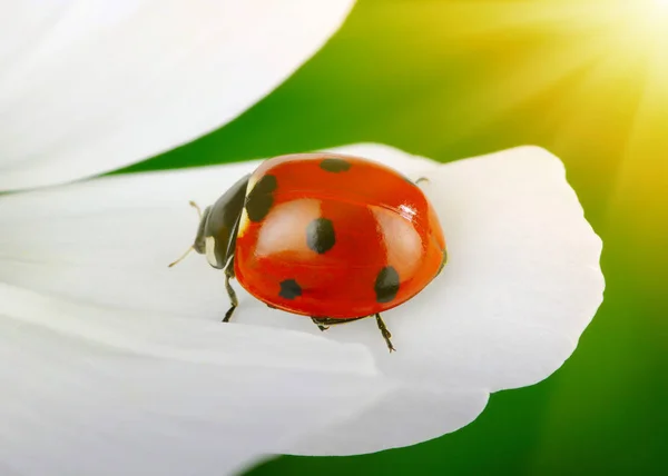 Lieveheersbeestje en bloem — Stockfoto