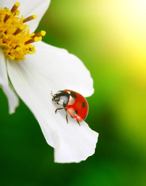 てんとう虫とお花 — ストック写真